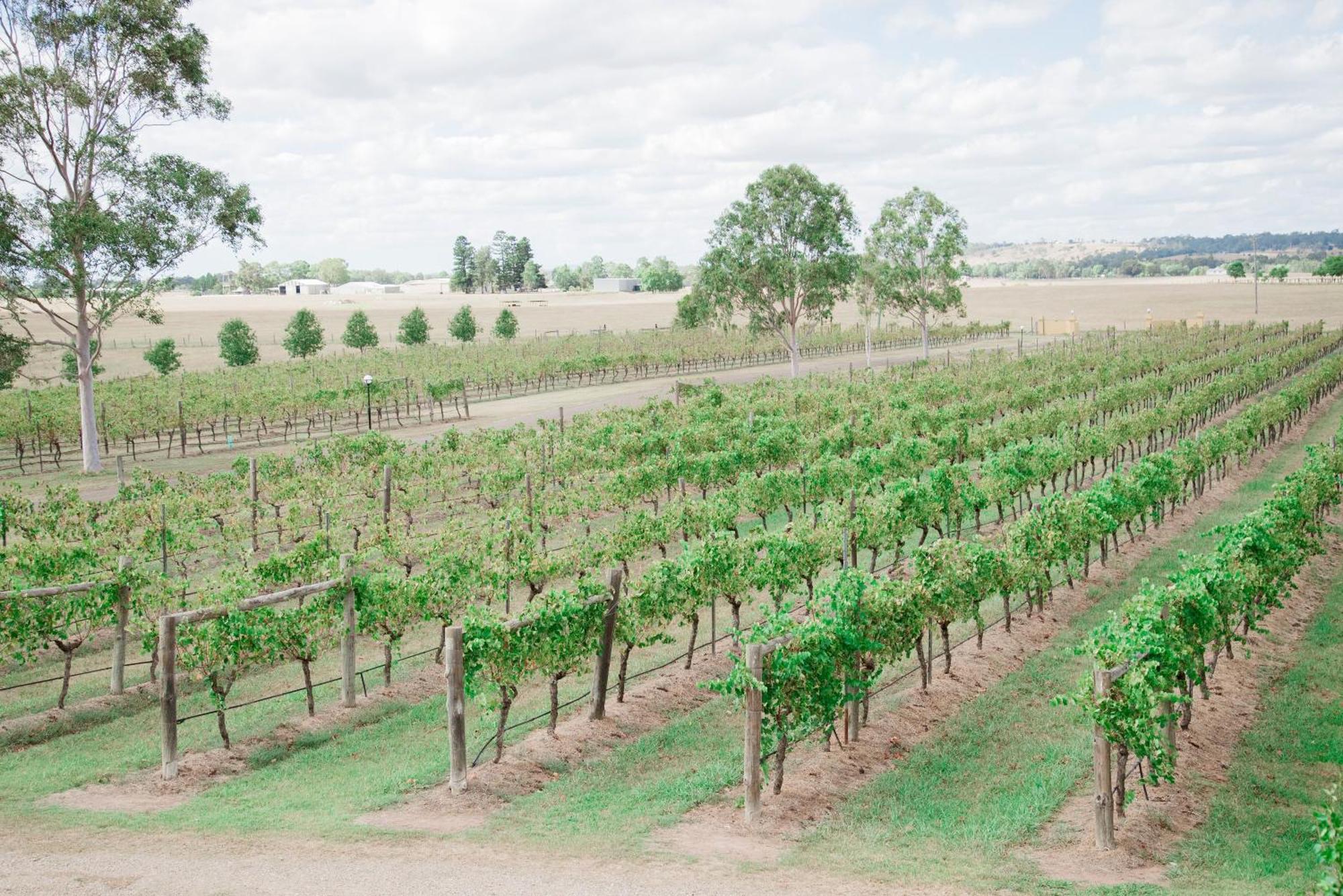 Tranquil Vale Vineyard Otel Luskintyre Dış mekan fotoğraf