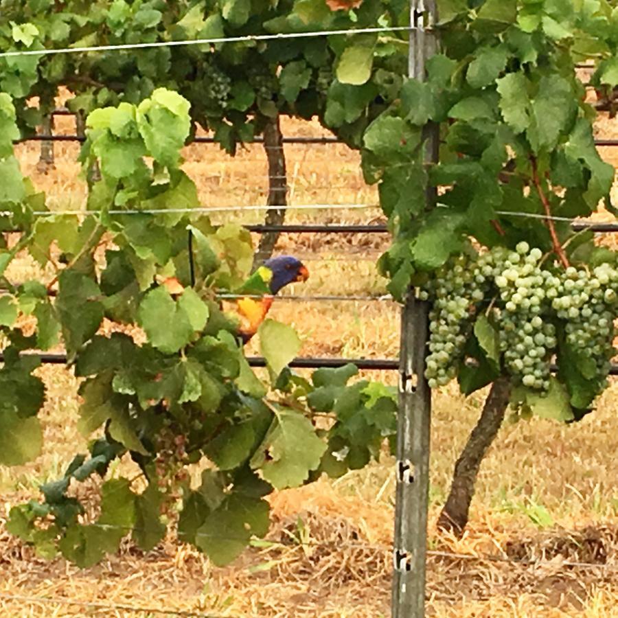 Tranquil Vale Vineyard Otel Luskintyre Dış mekan fotoğraf